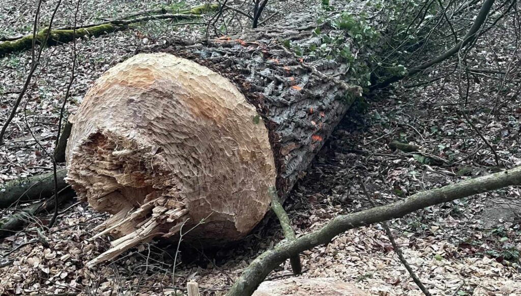 Biber Baum Weinfelden wyfelder