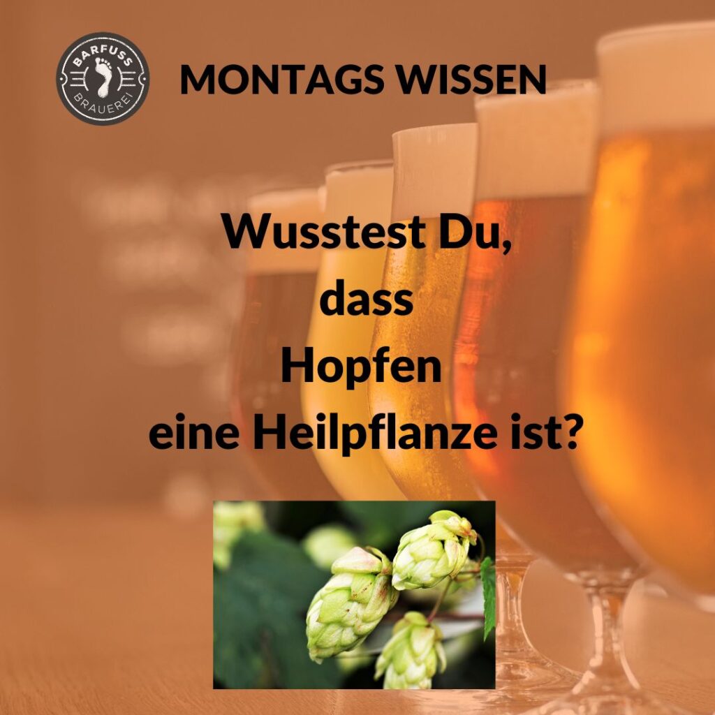 Hopfen ist eine Heilpflanze bier weinfelden wyfelder