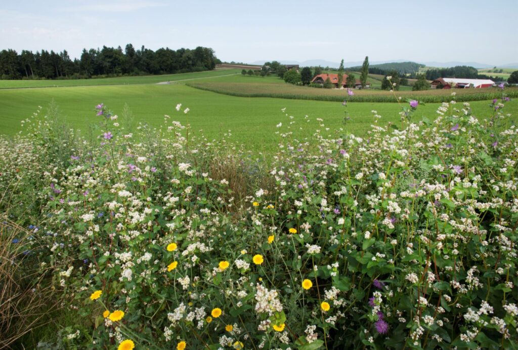 Biodiversität auf Schweizer Landwirtschaftsflächen Weinfelden Wyfelder