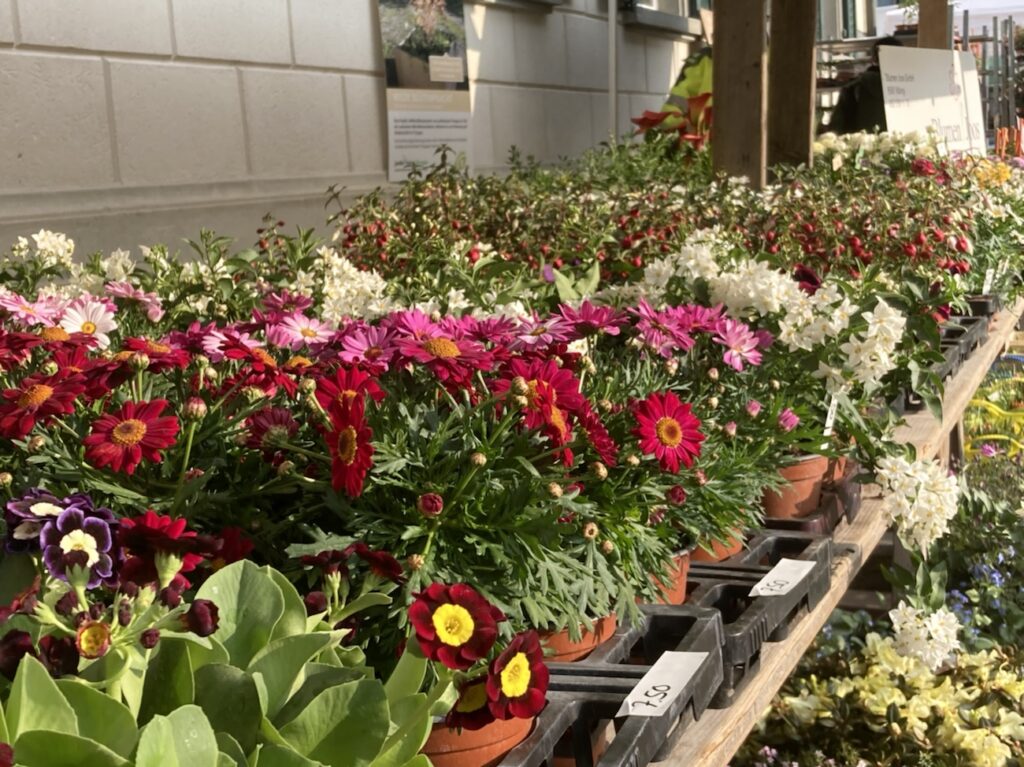 Flora21 Weinfelden 2021 wyfelder