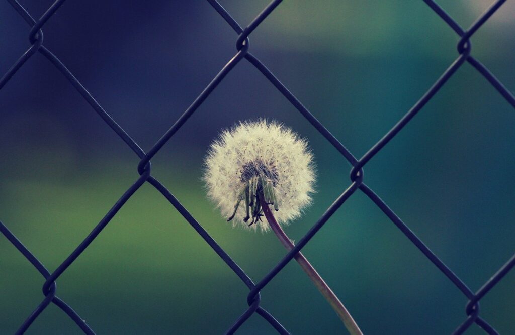 dandelion, umbrella, nature-5101628.jpg