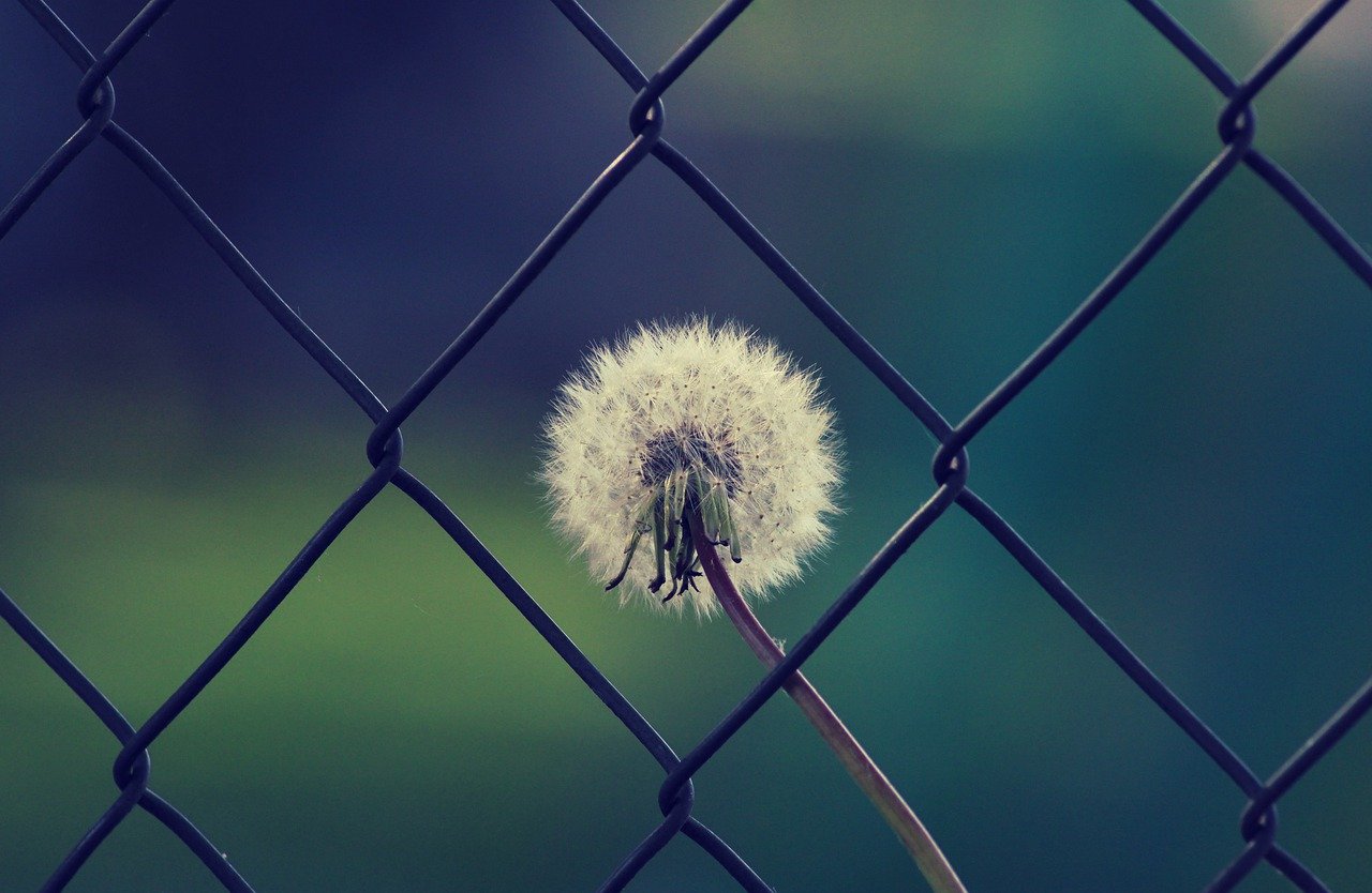 dandelion, umbrella, nature-5101628.jpg