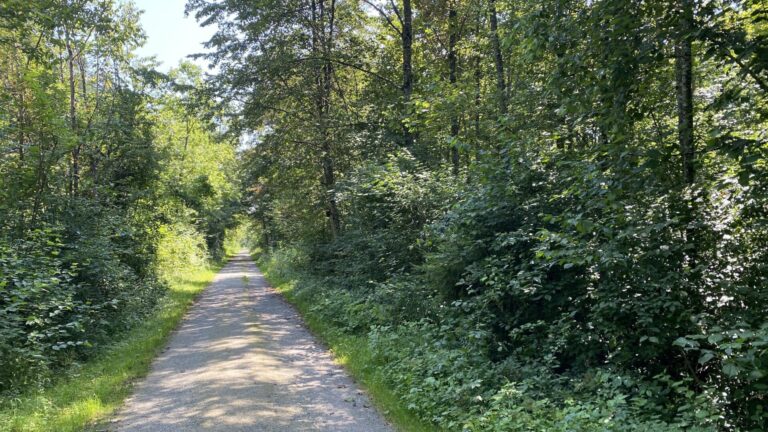 wald weinfelden wyfelder