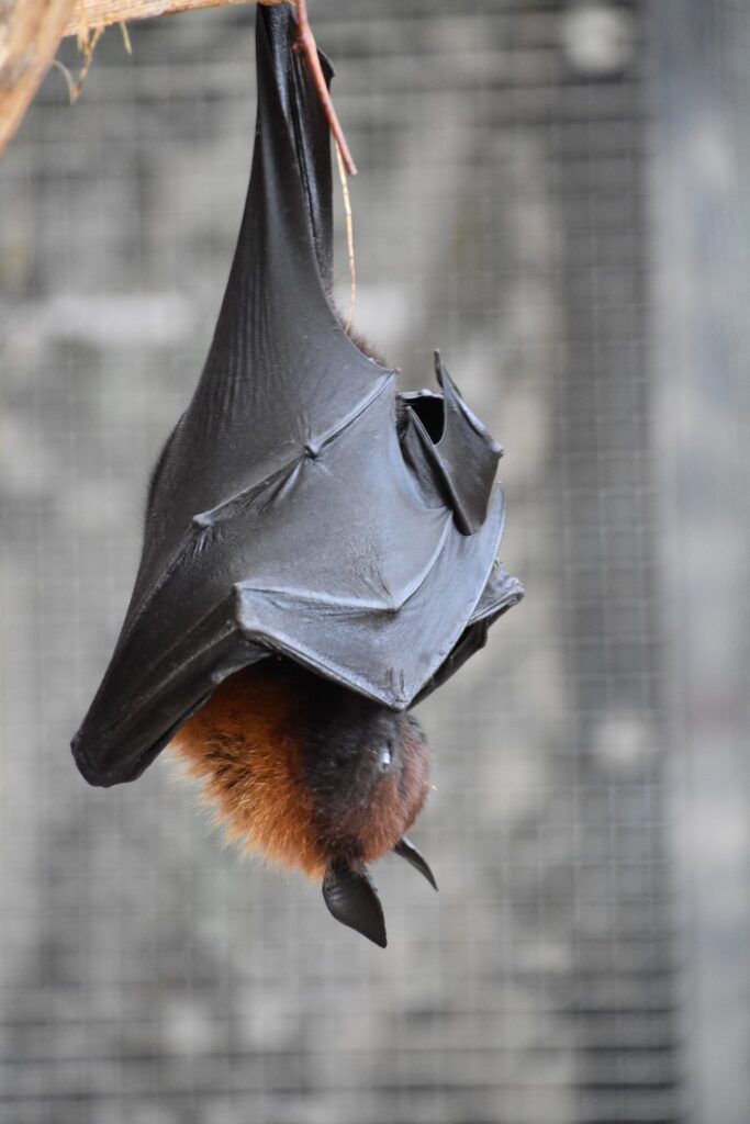 fledermaus weinfelden