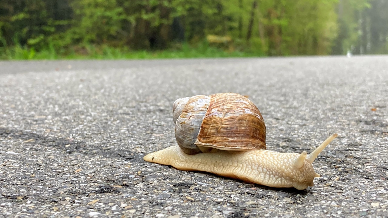 Weinbergschnecke schnecke tag der weinfelden wyfelder ottenberg