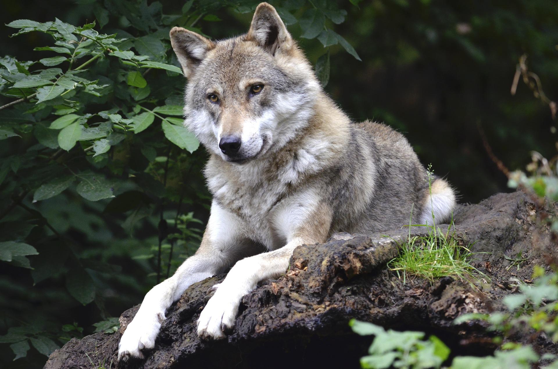 wolf thurgau schaf gerissen 2022