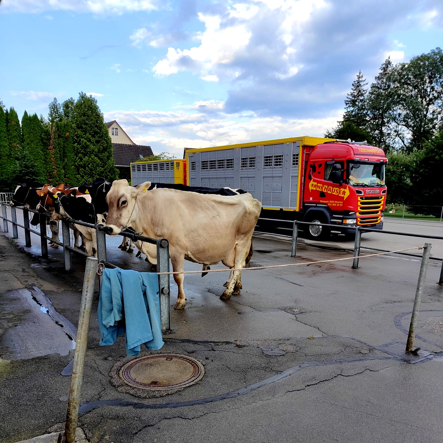 Öffentlicher Schlachtviehmarkt der Erzeugergemeinschaft Bodenseefleisch AG