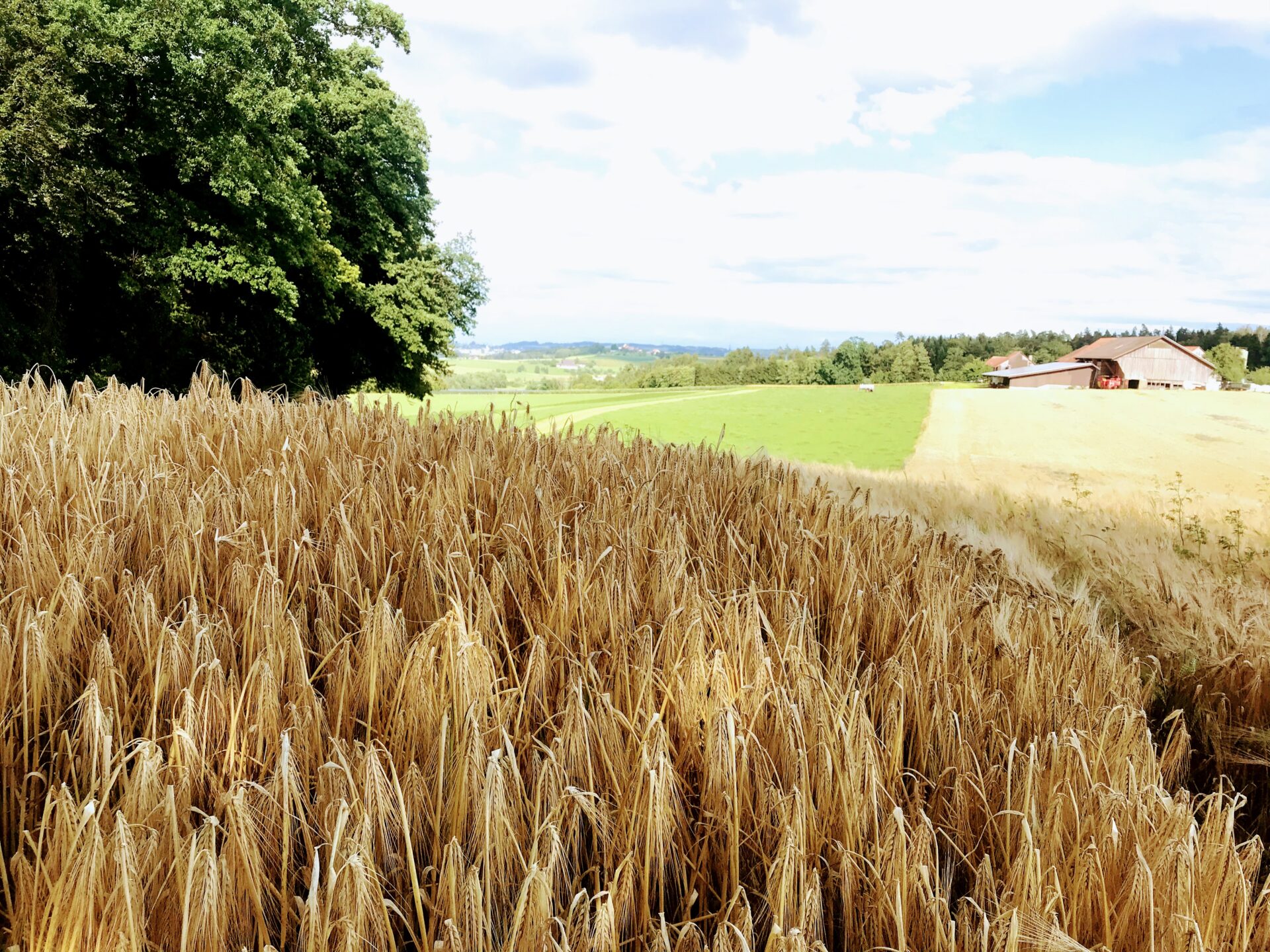 Getreide thurgau bio landwirtschaft
