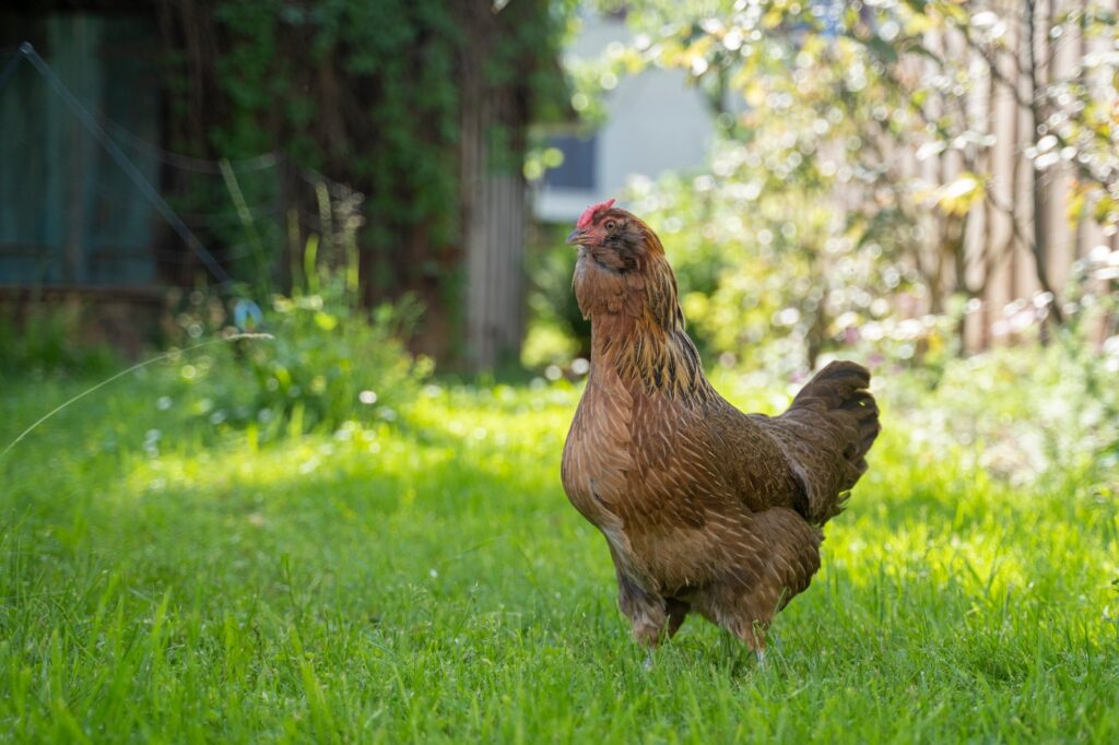 tierschutz huhn mediazeit weinfelden wyfelder