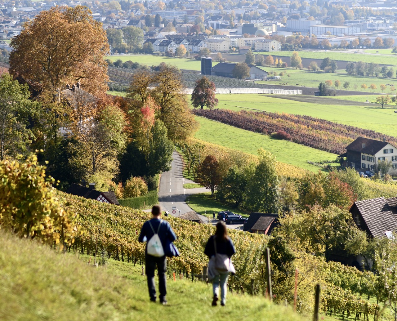 weinweg weinfelden wyfelder 2022 rebe rebberge ottoberg 00001