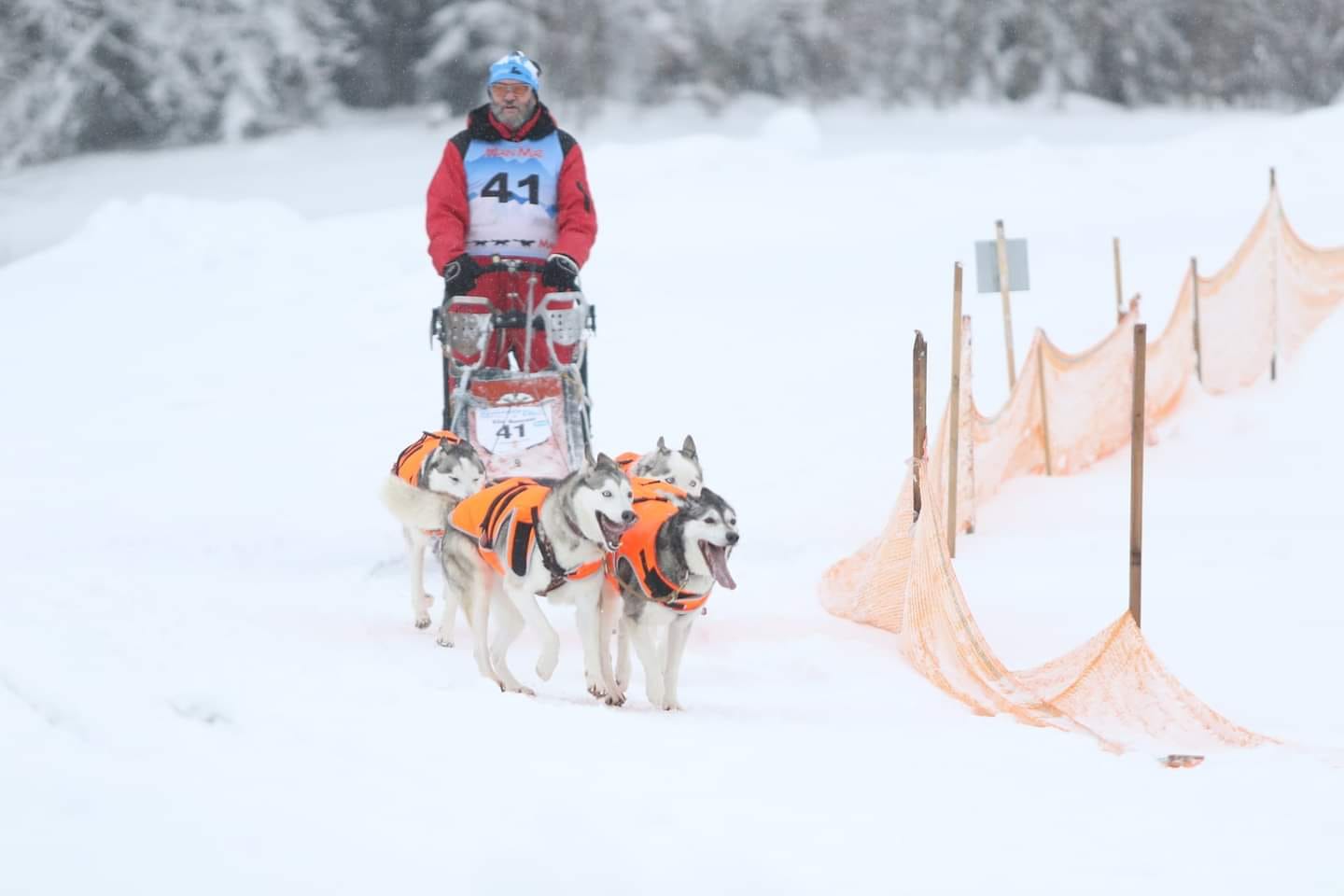 husky schlittenhunde märstetten wyfelder weinfelden