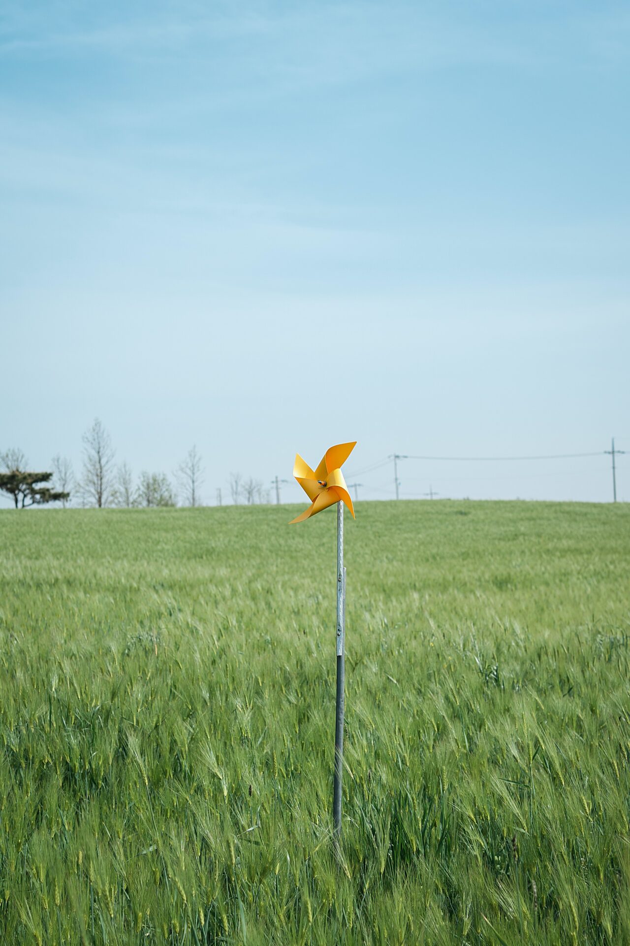 windrad im kornfeld