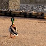 Vogelgrippe: Zwischenzone und Kontrollgebiet werden aufgehoben – Beobachtungsgebiet bleibt bestehen