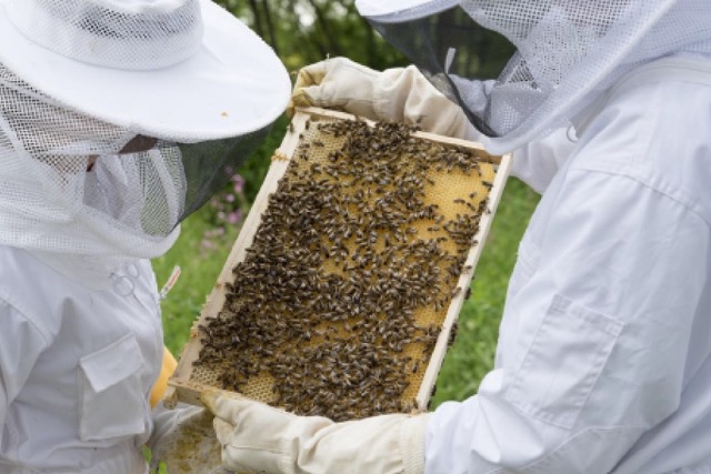 Imkerei aus Leidenschaft: Faszination Bienenwelt