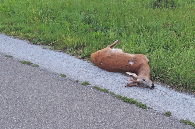 totes reh wild vorsicht tiere thurgau wyfelder