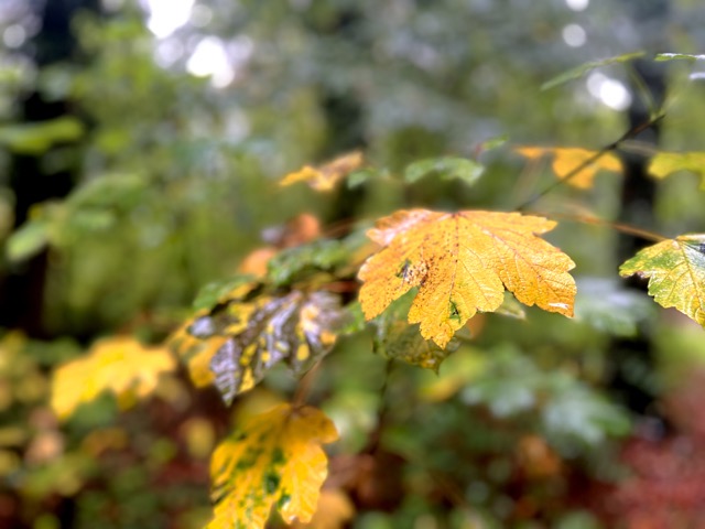 herbst-2023-winter-weinfelden-laub-bunt