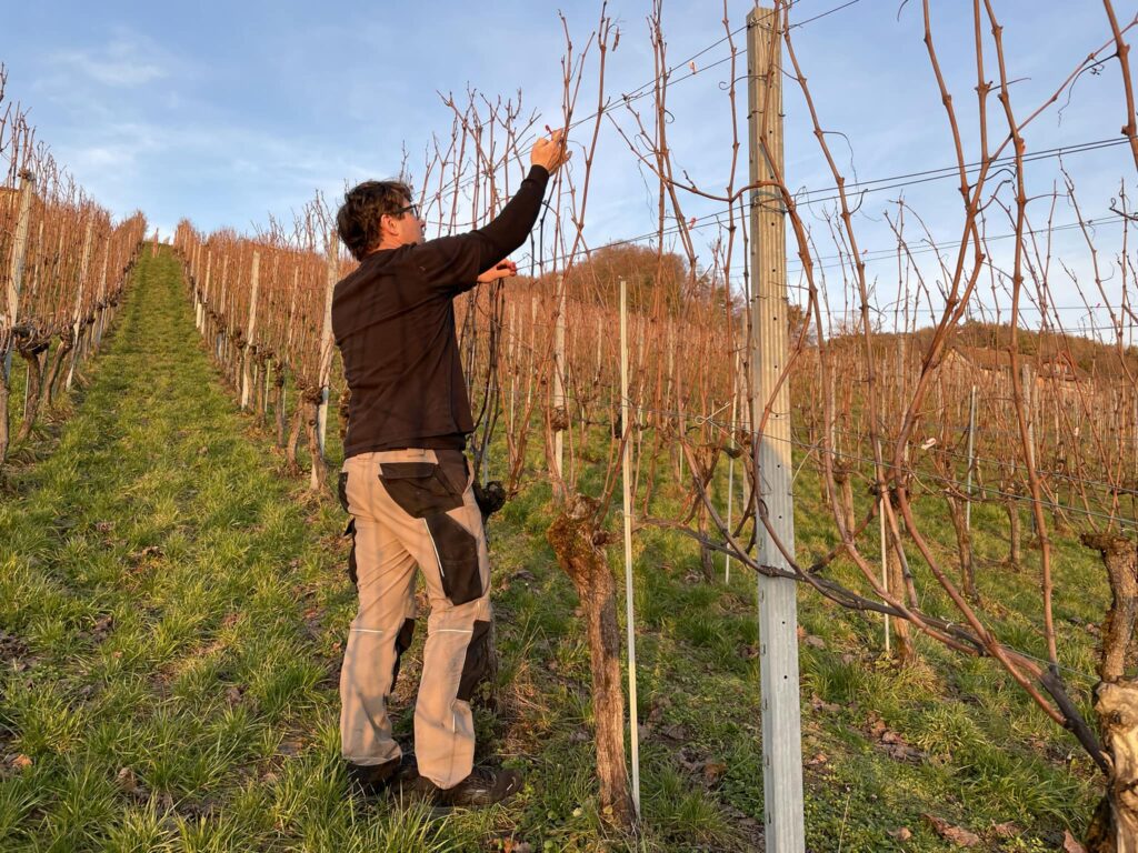 Weinbau Markus Held: Sonniger Start in die Rebarbeiten