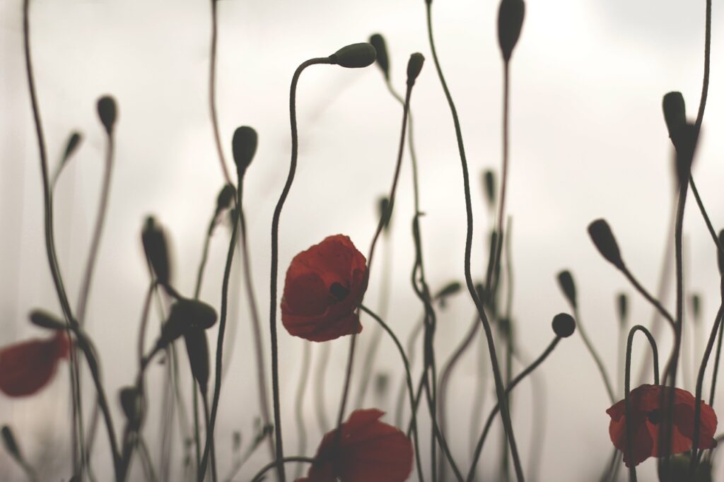 mohn betäubungsmittel