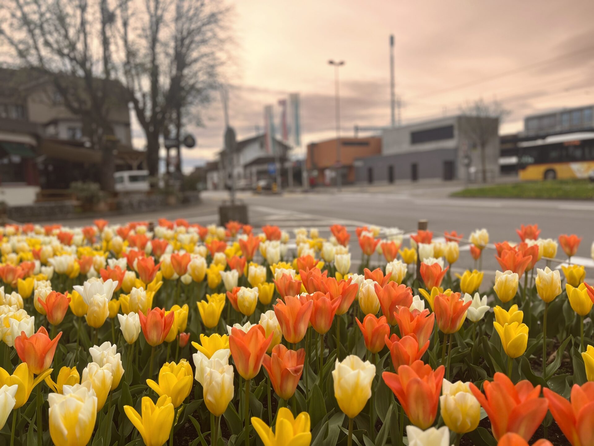 tulpen beim bahnof weinfelden WYFELDER – lokal informiert april 2024 00001