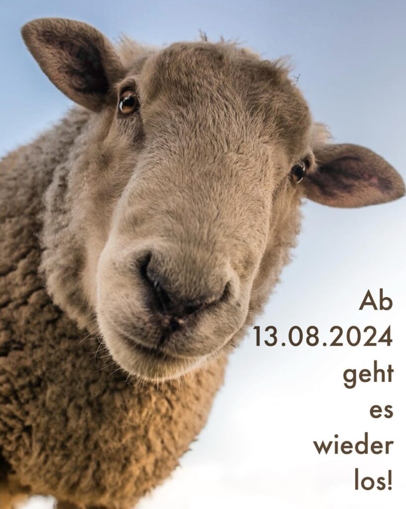 masche für masche weinfelden WYFELDER – lokal informiert