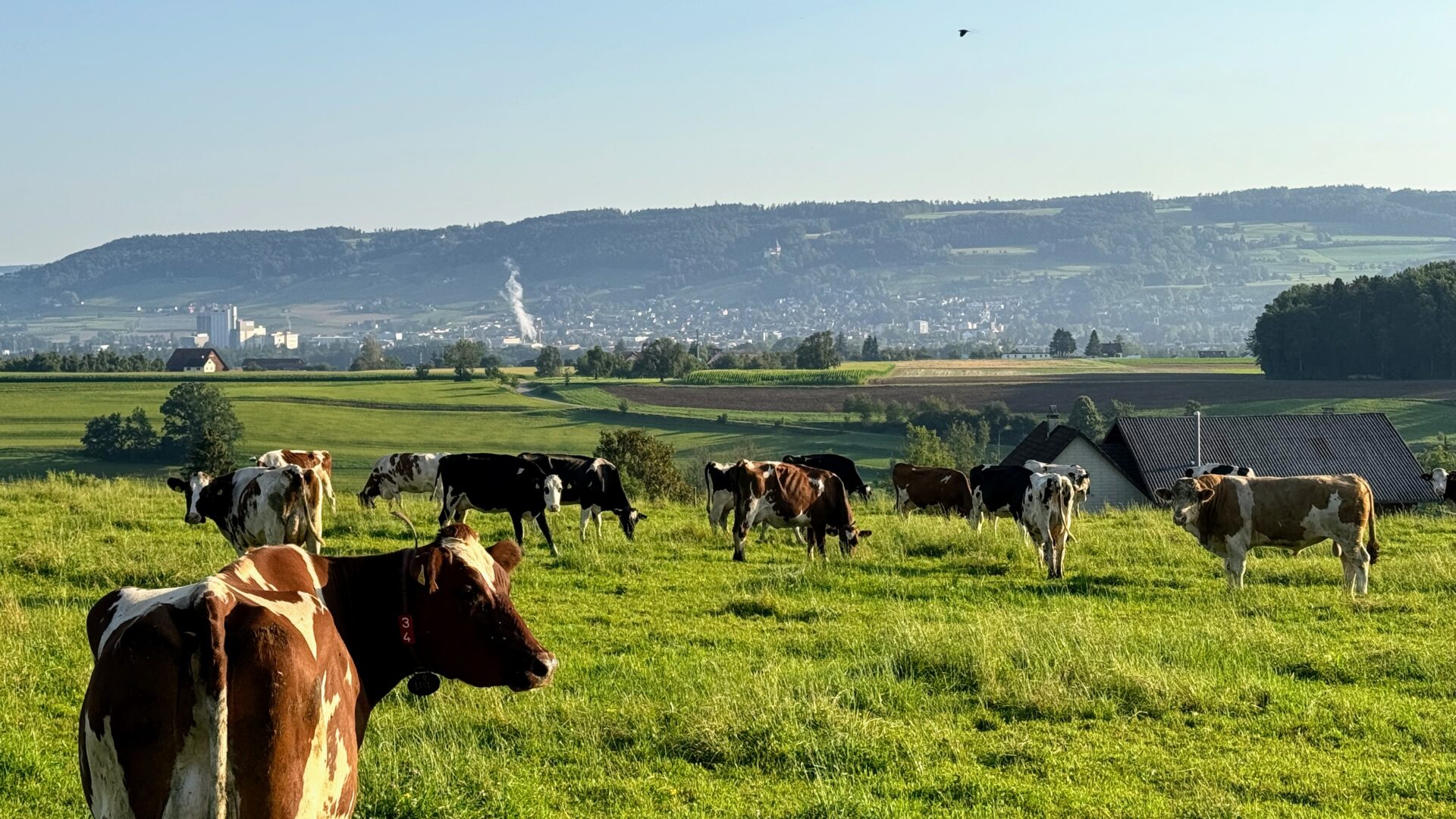 Blauzungenkrankheit Erste Fälle im Kanton Thurgau