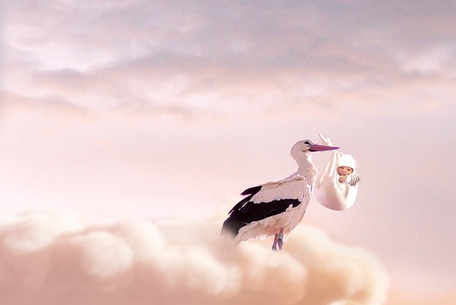 storch
