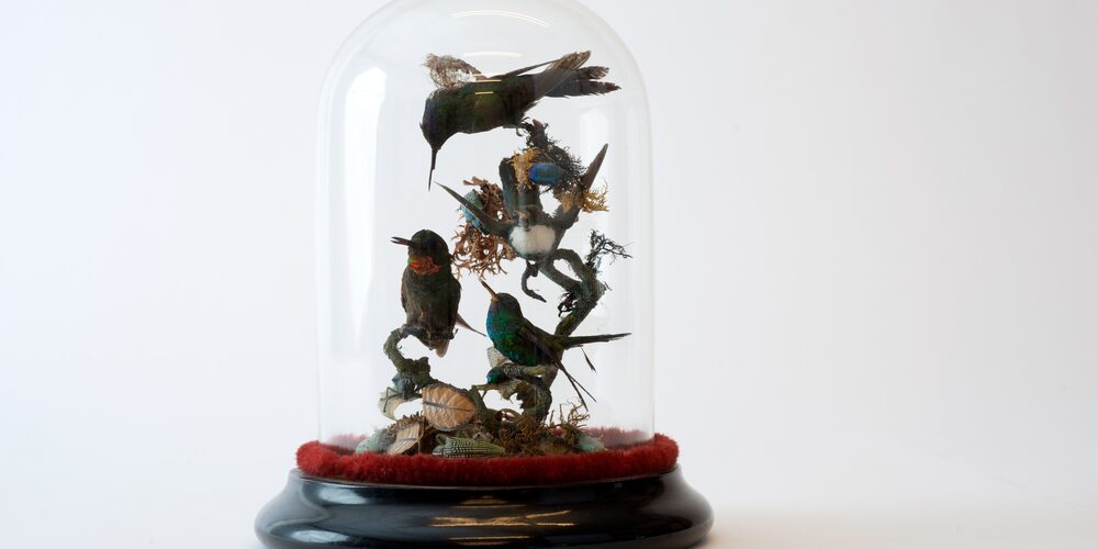Kolibri Diorama Kolibri-Diorama aus der Sammlung des Naturmuseum Thurgau WYFELDER – lokal informiert