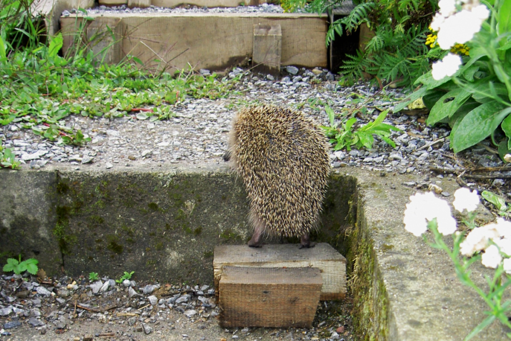 Einfache Massnahmen wie solche Zwischenstufen machen Lebensräume für Igel zugänglich. (Bild: zVg)