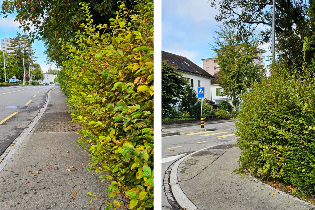 Bäume, Büsche und Hecken, die in öffentliche Strassen oder Trottoirs ragen, erhöhen die Unfallgefahr und erschweren den Strassenunterhalt. (Bild: Stadt Weinfelden)