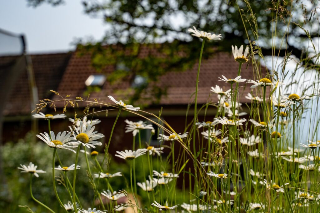margriten blumen WYFELDER – lokal informiert mediazeit grafik fotografie