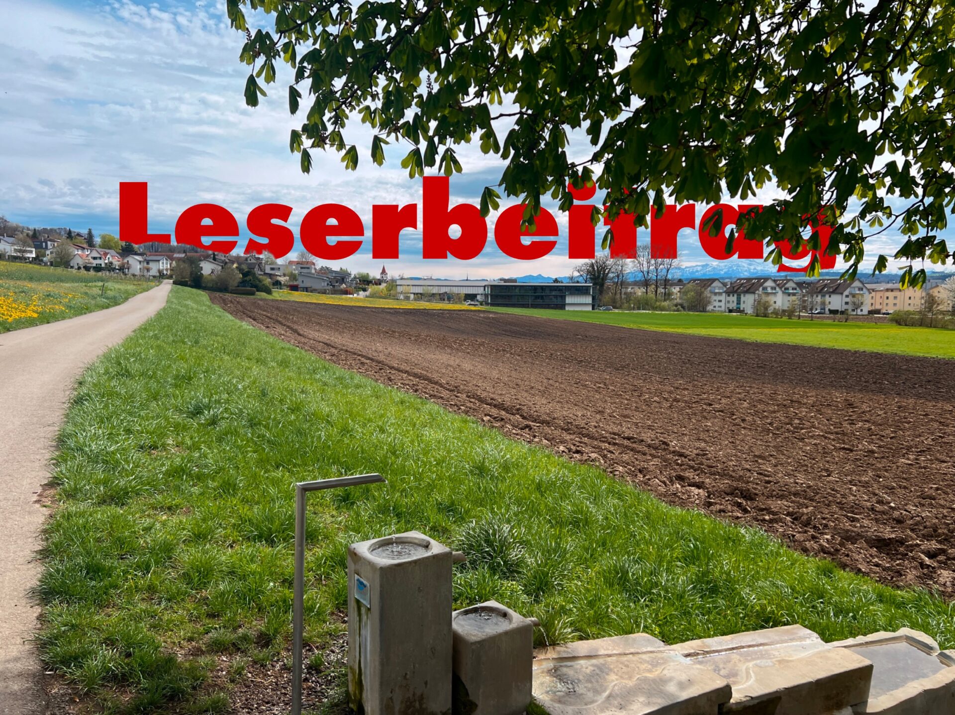 leserbeitrag WYFELDER – lokal informiert weinfelden 1