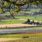 Der Weinweg Weinfelden zeigt sich nun im schönsten Kleid