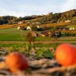 Weinweg Weinfelden – unterwegs im bunten Herbstlaub
