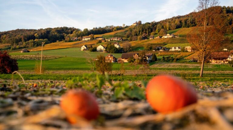 herbst weinfelden weinfelden weinweg wyfelder lokal informiert mediazeit foto
