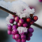 Hallo Garten, was steht an?