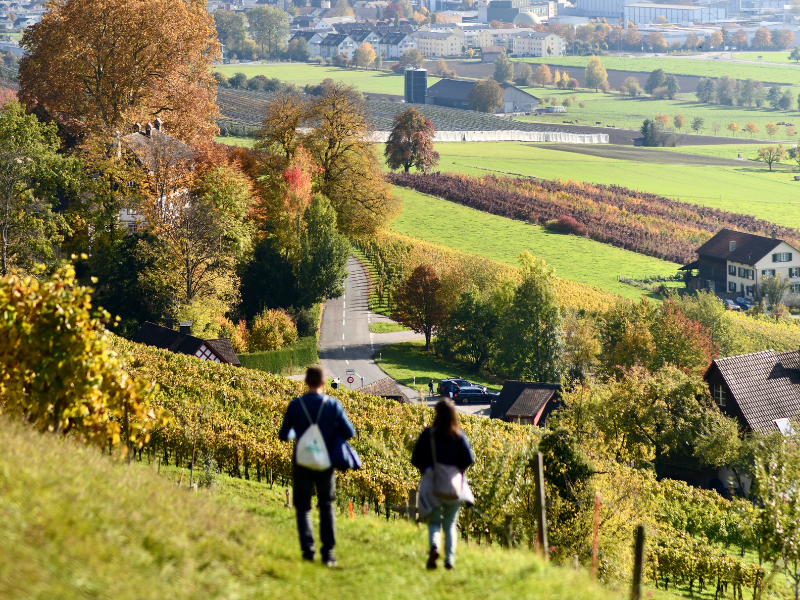 Der Weinweg im schönen Herbstlicht. (Bild: Reto Schubnell)