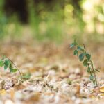 Klimawandel in der Schweiz besonders ausgeprägt