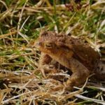 Start der Amphibienwanderung: Millionen auf gefährlicher Mission